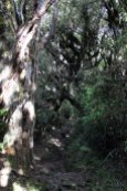 Egmont Park - Goblin Forest
