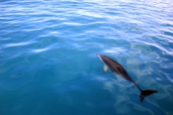 Kaikoura - Dusky Dolphins